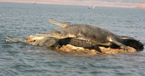 Chambal Sanctuary